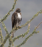 Red Tailed Hawk on Ocitillo 1514